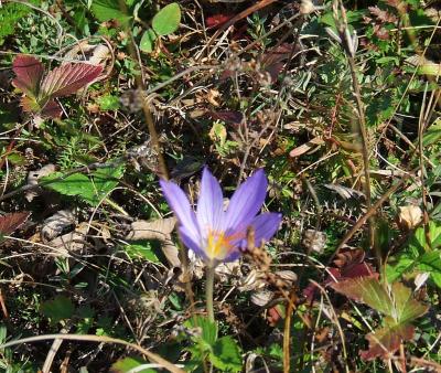 Прикрепленное изображение: DSCF5788.jpg